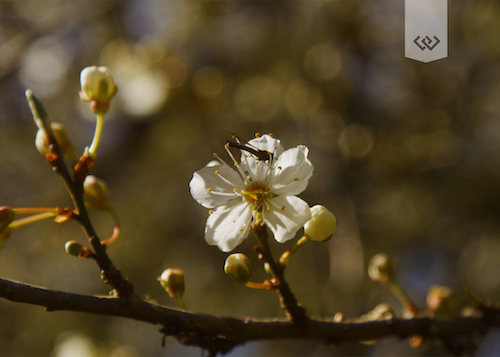 Here's where you can see the different blooming flowers in