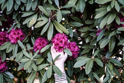 rhododendron