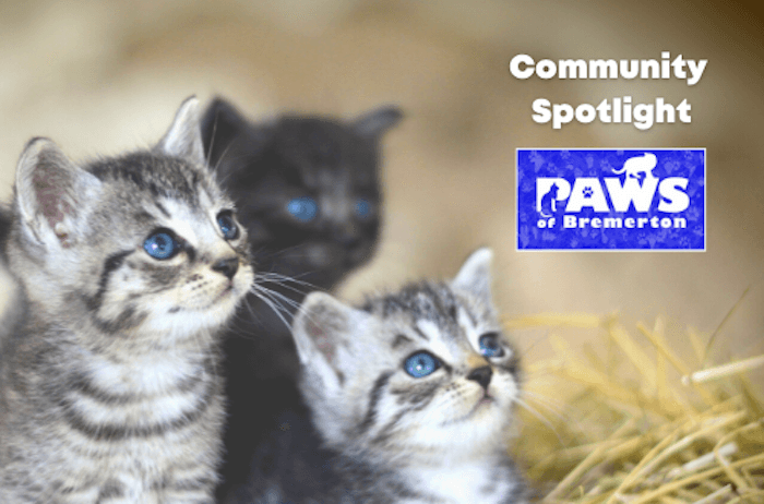 PAWS-of-Bremerton-kittens